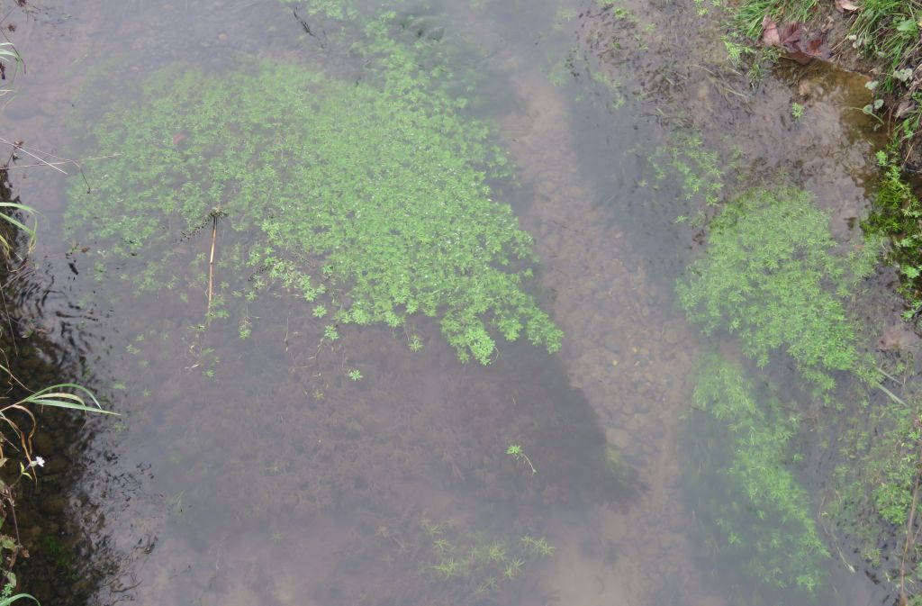 Pianta acquatica - Callitriche sp. (Lamiales Plantaginaceae)